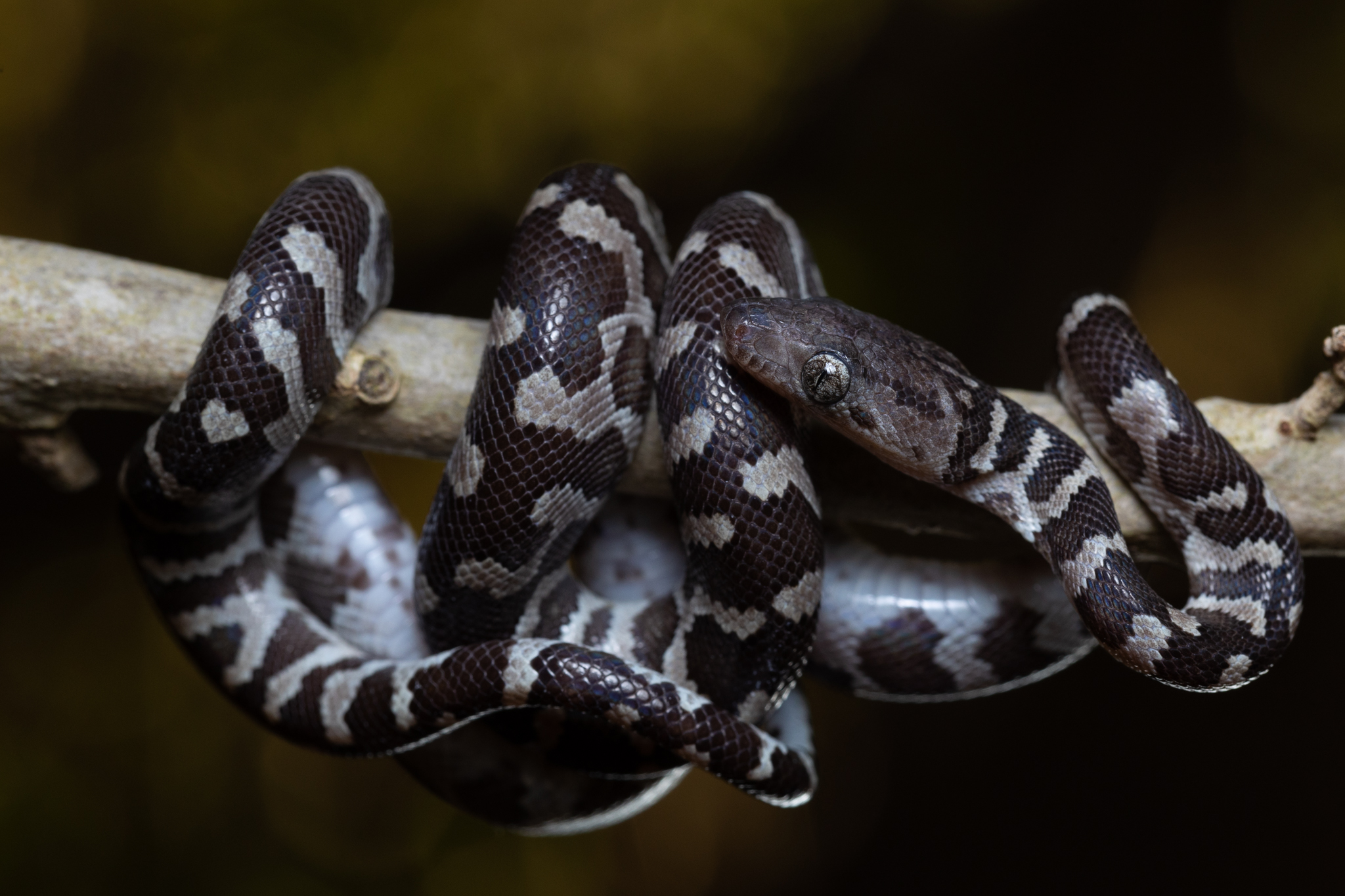 Tortola Mar 2024 DS (4)